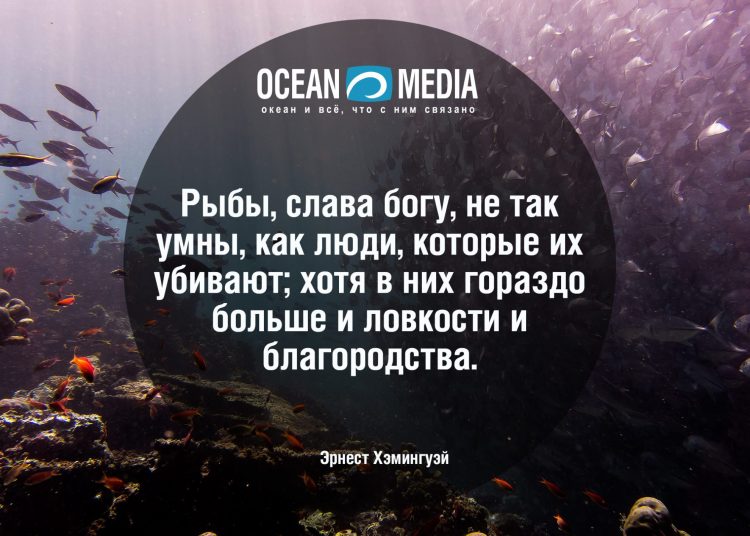 Словосочетание рыбы. Высказывания о рыбе. Цитаты про рыб. Афоризмы про рыбу. Фразы про рыбу.