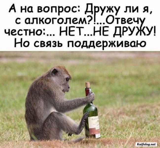 Пьяная обезьяна картинки