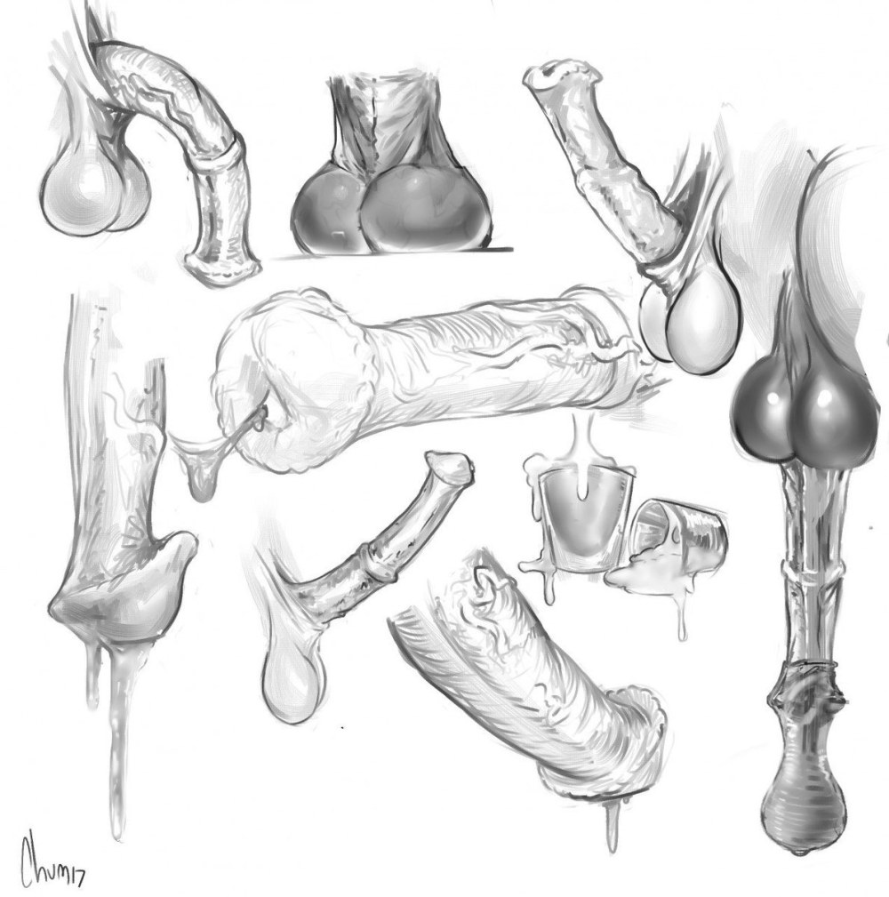 Anatomical penis drawing reference-artistic inspiration